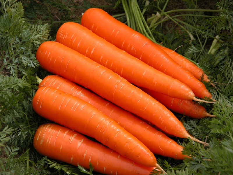 польза моркови 